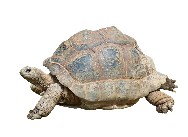 tortoise-2815539.png