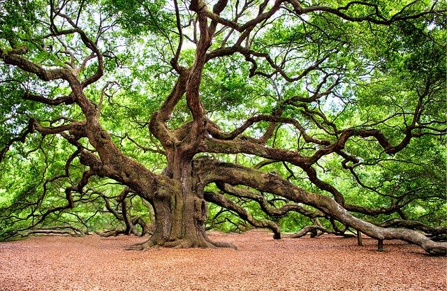 oak-tree-2018822_640.jpg