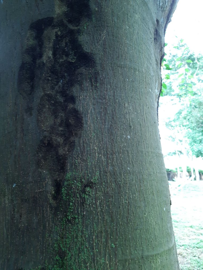 Árbol con cáncer