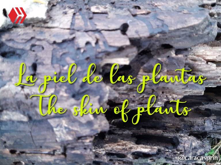 La piel de las plantas-01.jpg