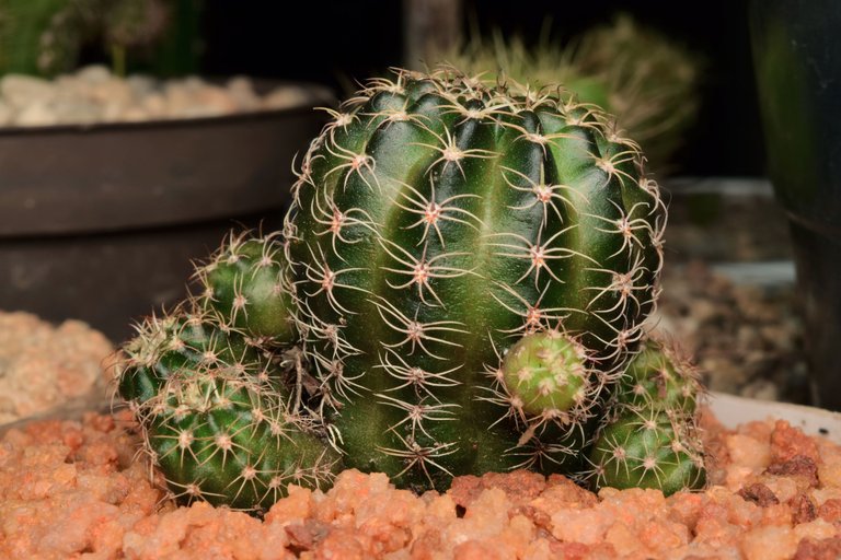 Echinopsis ancistrophora ssp arachnacantha.jpg