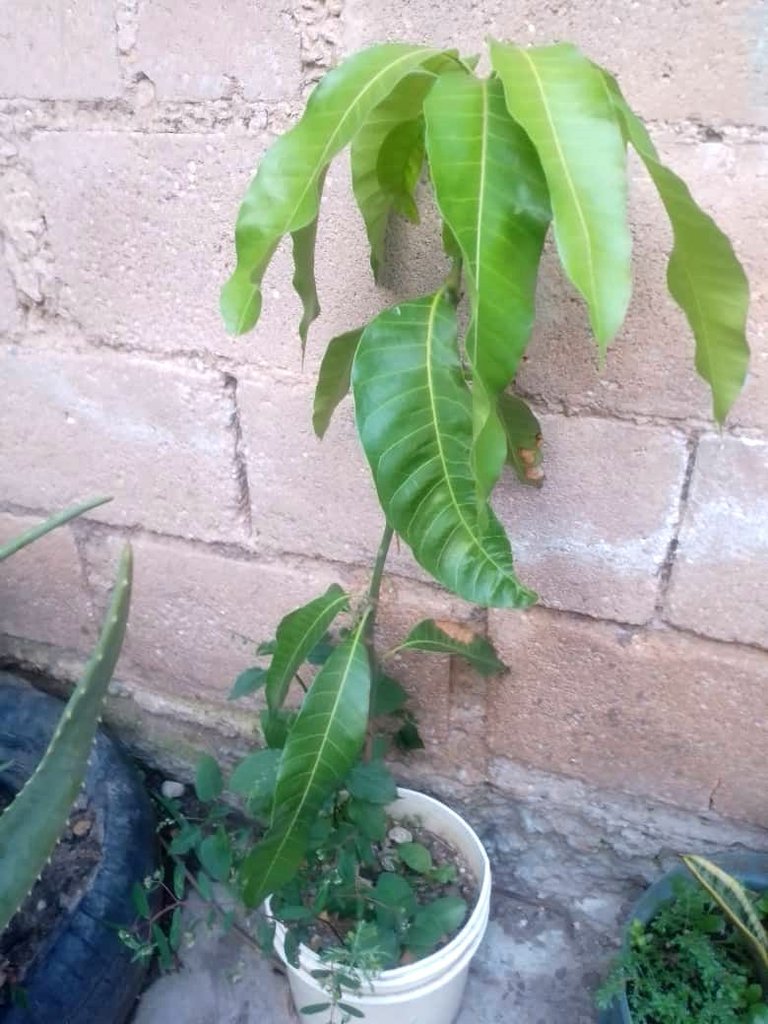 mango.jpg