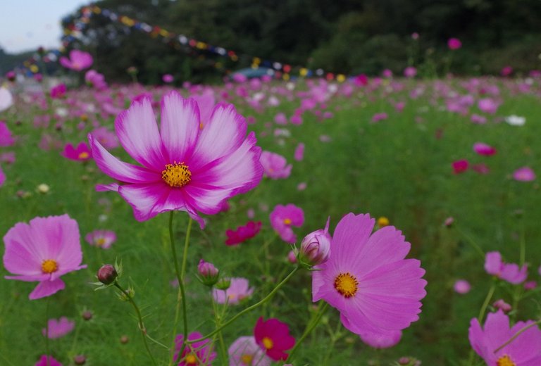 cosmos-3641445_1280.jpg