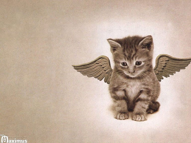 HD-wallpaper-cat-with-wings-cute-nice-funny-cat-kitten.jpg