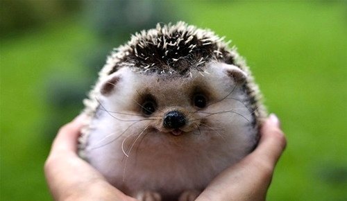 hedgehog smile.jpg