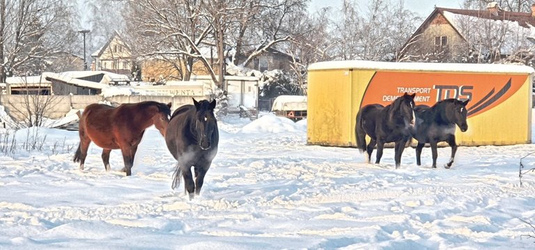 horse-cold-2.jpg