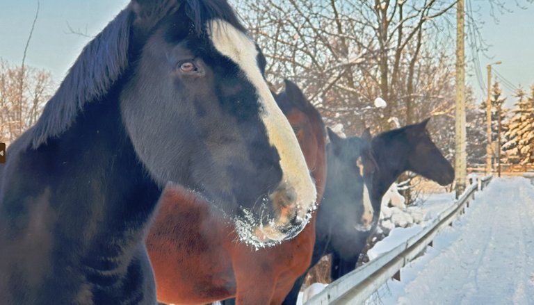 horse-cold-1.jpg