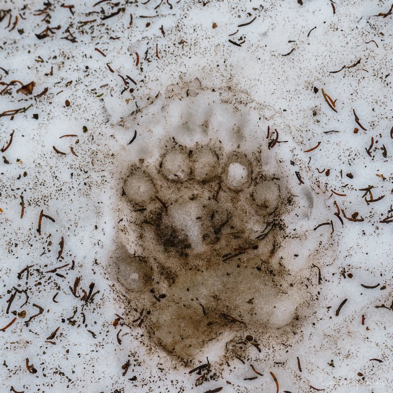 Tetons20150620645.jpg