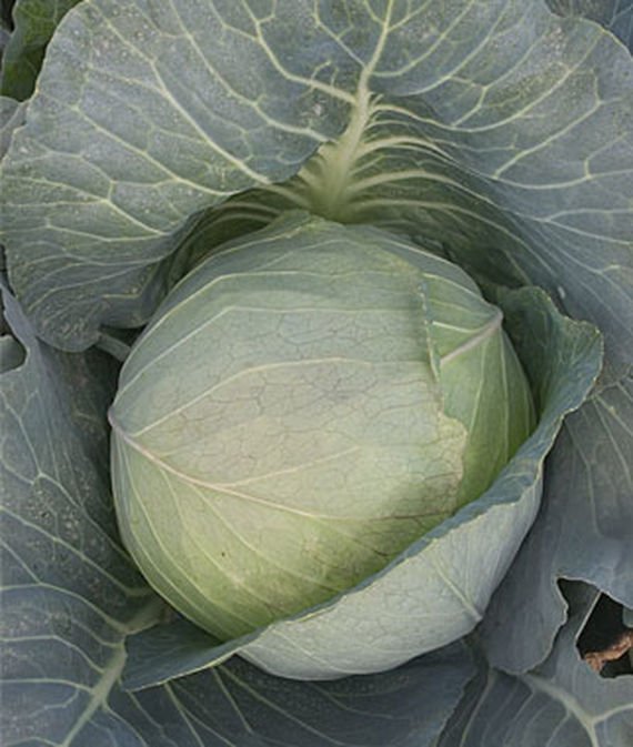 cabbage 01..jpg