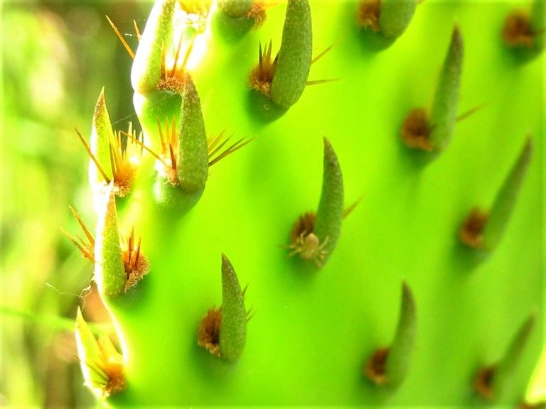 Cactus Shine.jpg