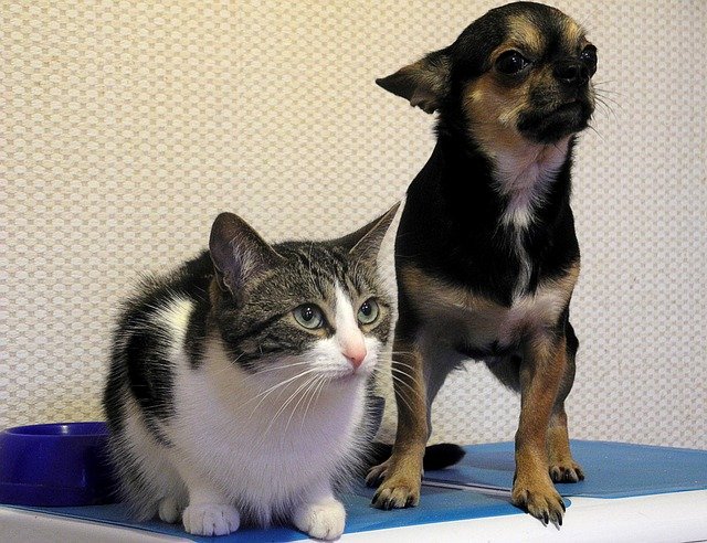 cat and dog human food.jpg