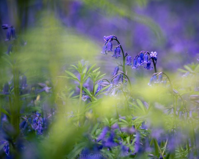 Bluebells-3.jpg