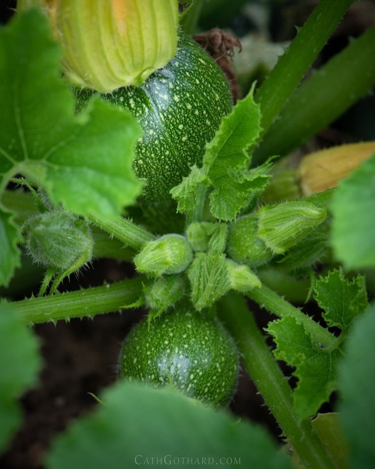 22-07-23_Allotment-12.jpg