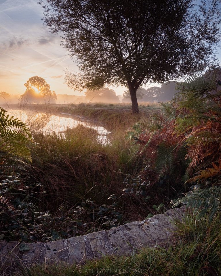 Misty-3.jpg