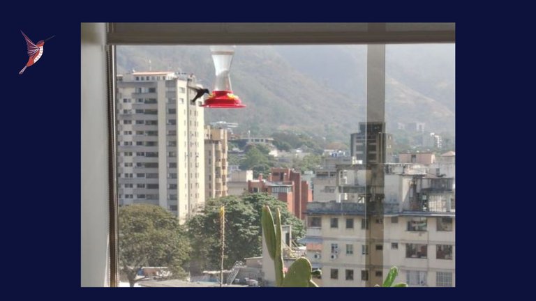 La llegada del Colibrí y abrazar mi verdad (2).jpg