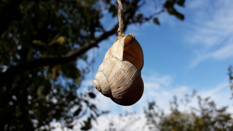 Fauna-Snails-Gastropod-Publicdomain (41).jpg