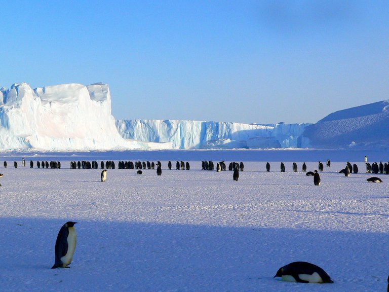 penguins-emperor-antarctic-life-48814.jpeg