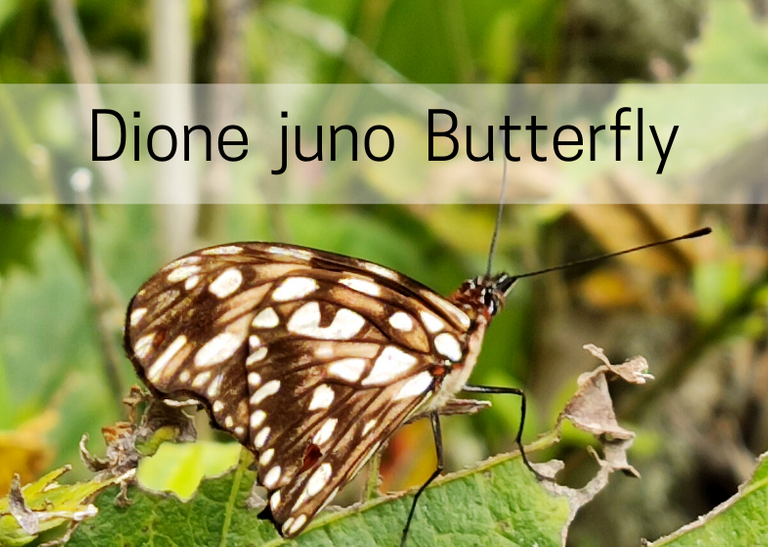 Dione juno Butterfly.png