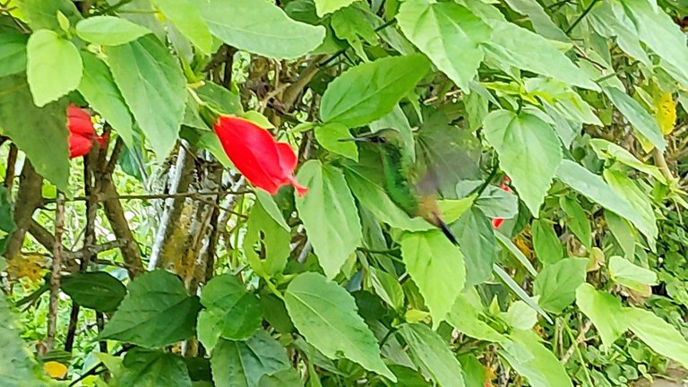 Picture Extractor-1668531610210_Snapseed.jpg