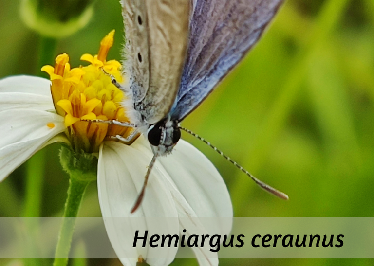 Hemiargus ceraunus.png