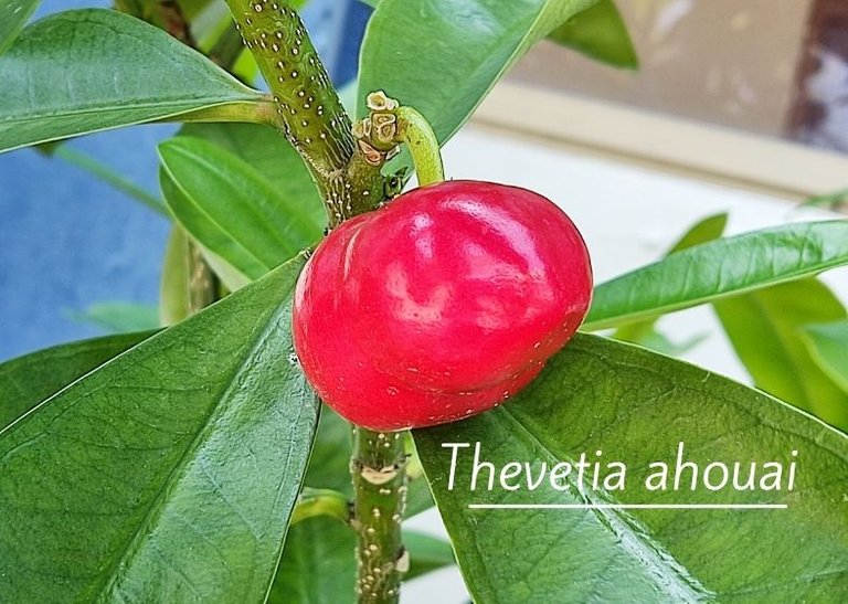 Thevetia ahouai.jpg