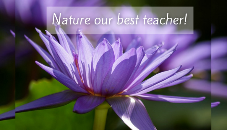 Nature our best teacher!.png