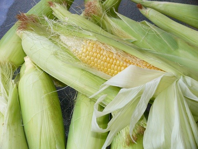 corn-g2db644458_640.jpg