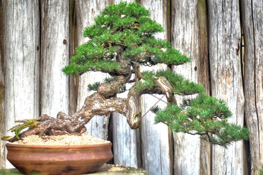 bonsai 6.jpg