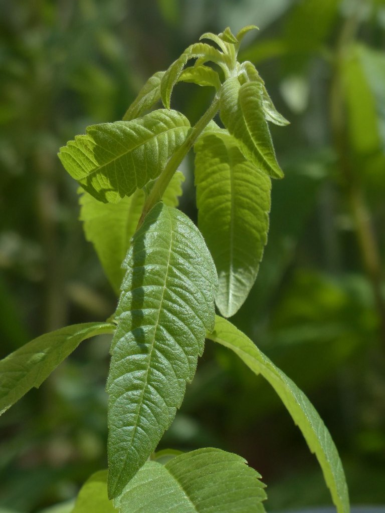 lemon-bush-g1bfeba636_1920.jpg