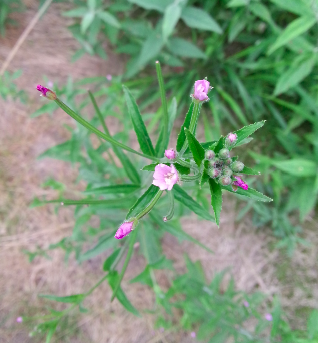 Bildschirmfoto vom 2024-07-10 18-54-27.png