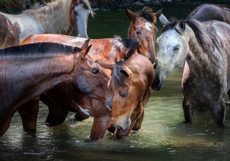 20140224_Horses and Water_0013.jpg