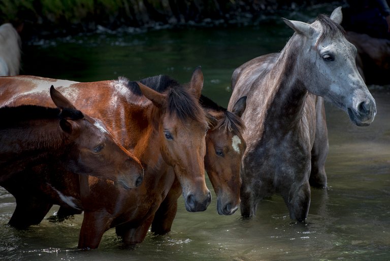 20140224_Horses and Water_0018.jpg