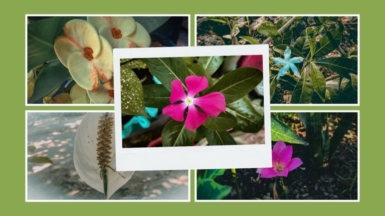 Flower Photography - Banner.jpg