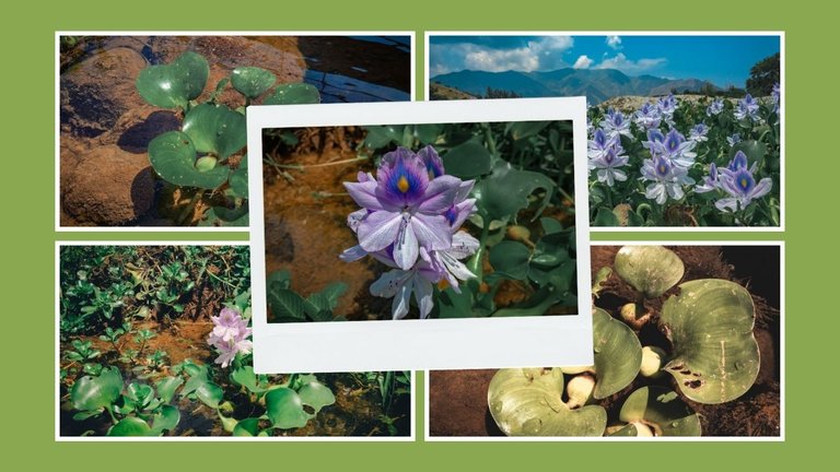 Water Lily - Banner.jpg