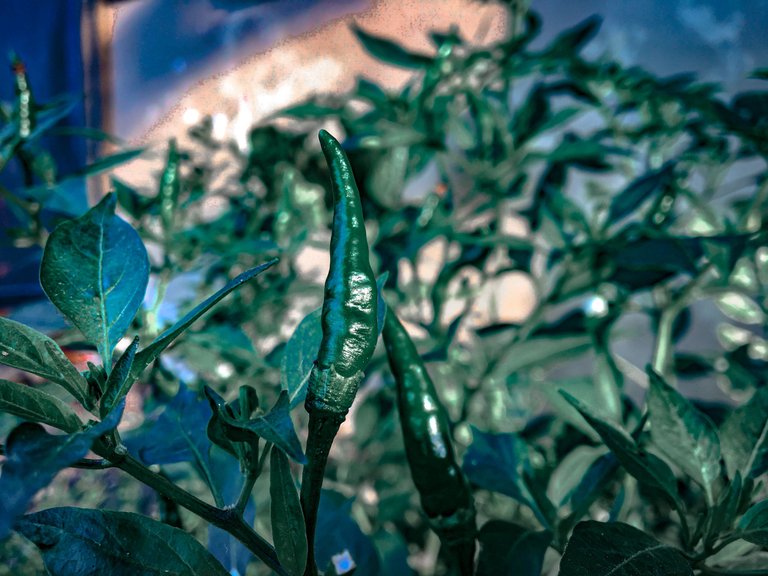 IMG_3306.jpeg