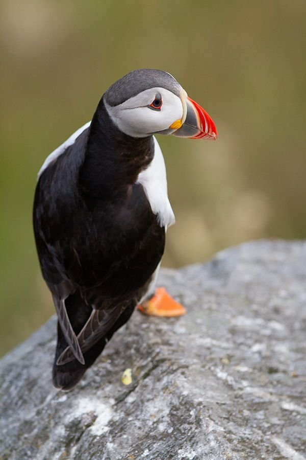 vertical-shot-atlantic-puffin-seabird-rock-nature-norway-during-daylight.jpg