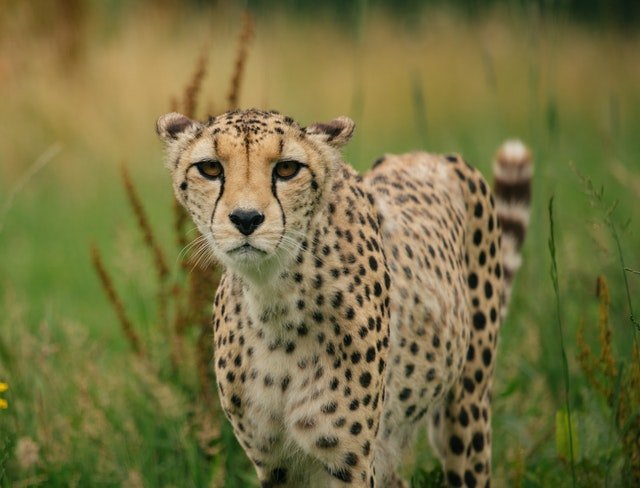 Cheetah small.jpg