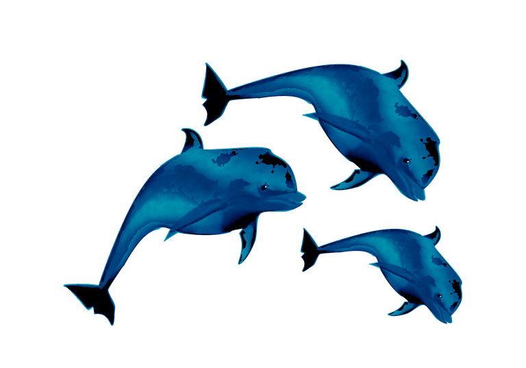 dolphin-2.png