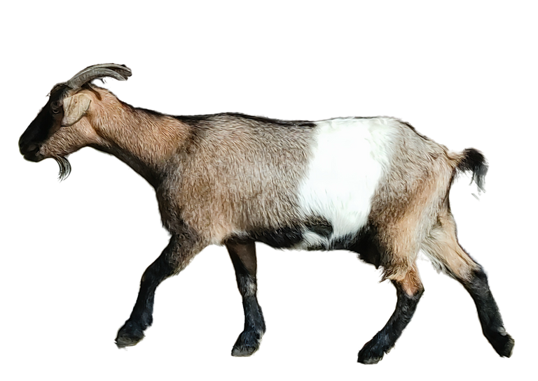 goat1.png