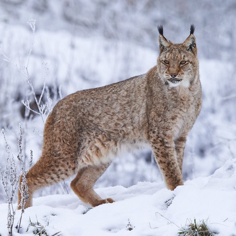 eurasian-lynx-og.jpg