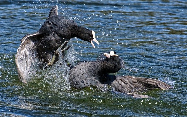 coots-4174466_640.jpg