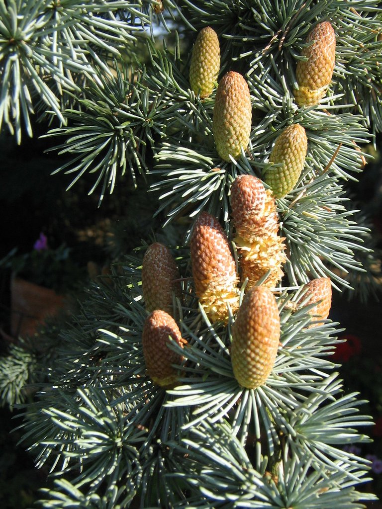 Cedrus_atlantica_male_cones.jpg