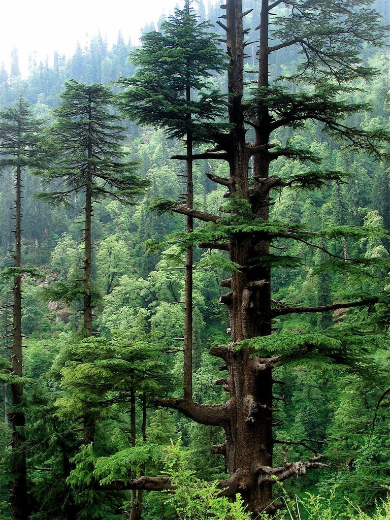 Cedrus_deodara_Manali_2.jpg