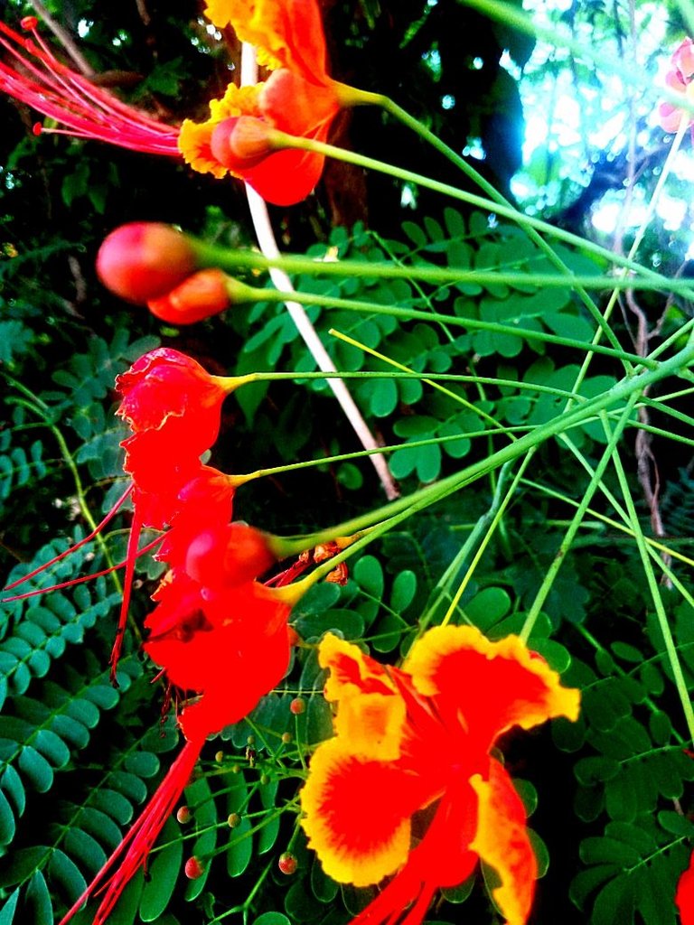 IMG_20250717_121155_986.jpg