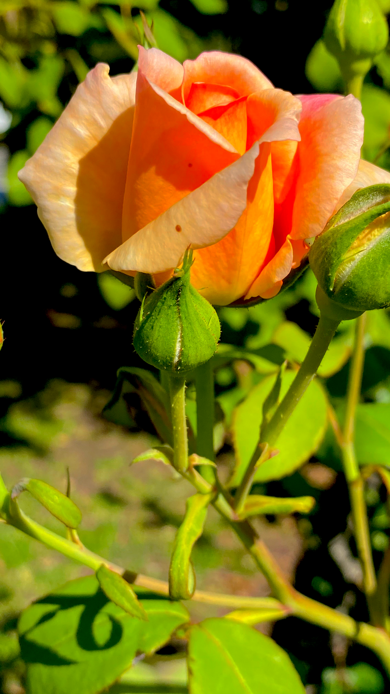APRICOT ROSE AND BUDS3.png