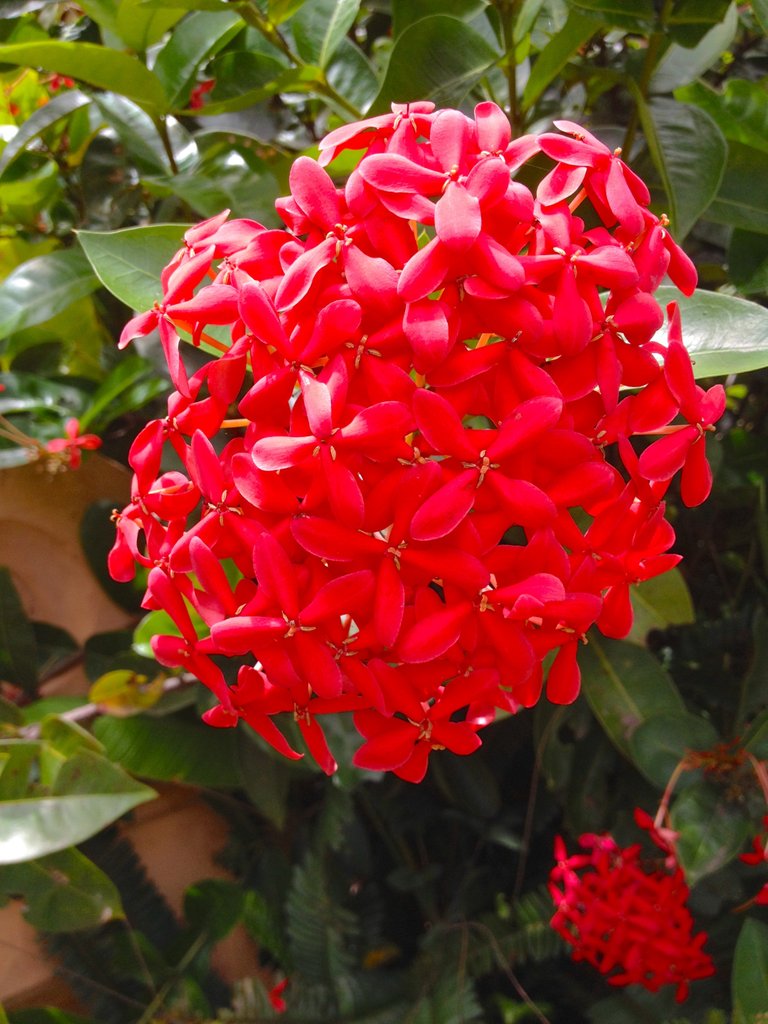 red flowers.JPG