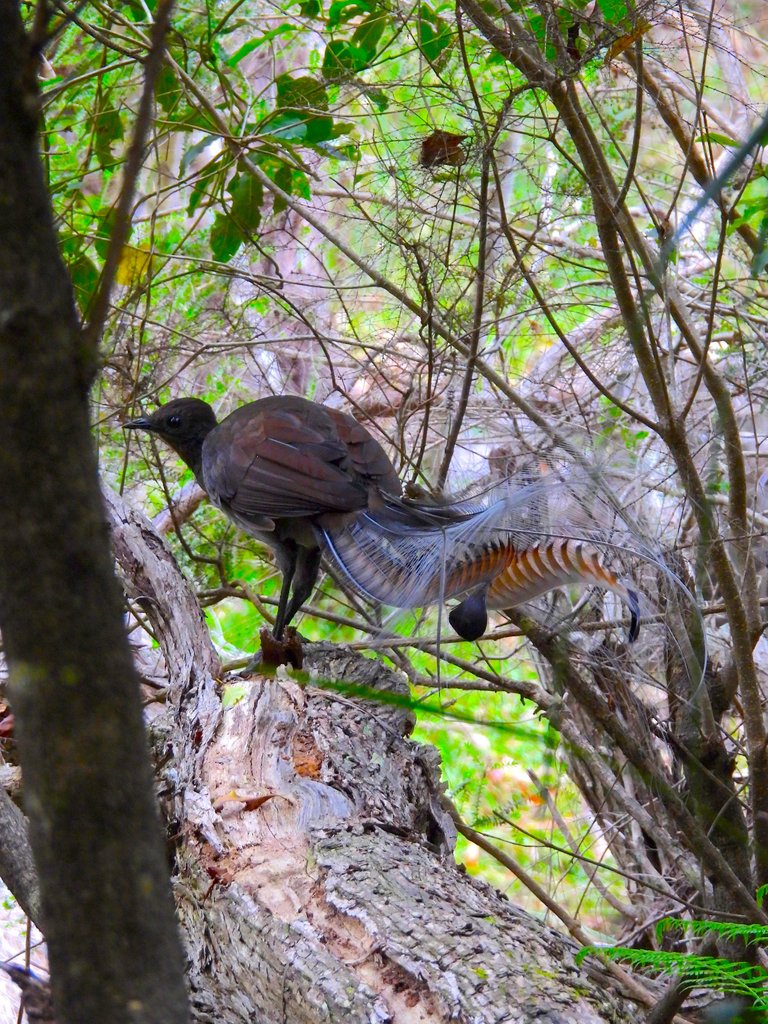 LYRE BIRD 1.JPG