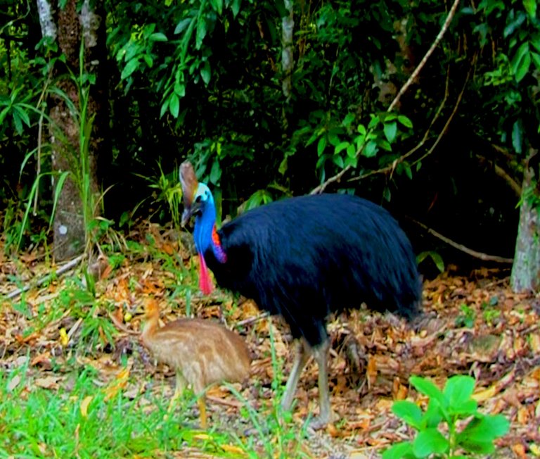 CASSOWARY AND KID.jpg