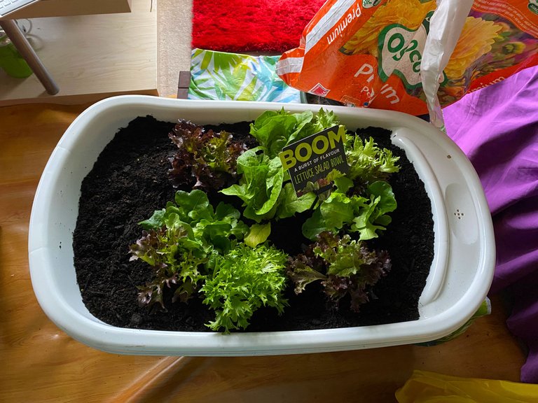 LETTUCE BOWL.png