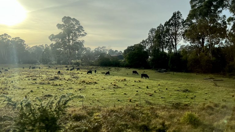 COWS.png